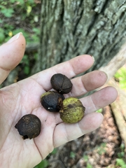 Carya ovalis