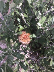 Banksia ornata