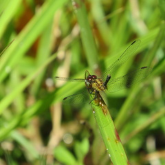 Erythrodiplax minuscula