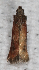 Varneria atrifasciella