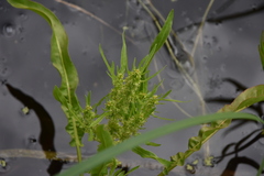 Rumex fueginus