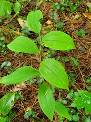 Uvularia sessilifolia