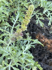 Ambrosia chamissonis