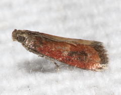 Varneria atrifasciella
