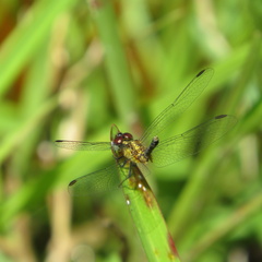 Erythrodiplax minuscula