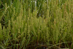 Rumex fueginus