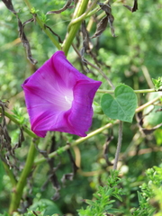 Ipomoea