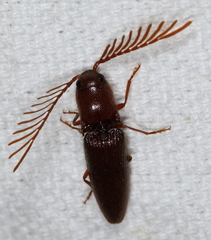 Dicrepidius palmatus