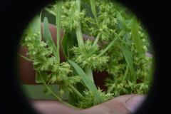 Rumex fueginus