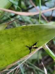 Micrathena pichincha