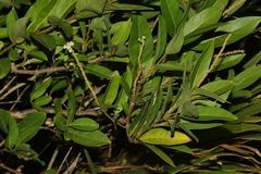Citharexylum caudatum