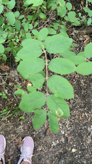 Symphoricarpos orbiculatus