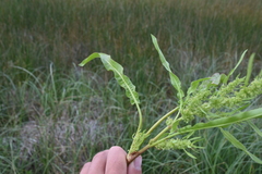 Rumex fueginus