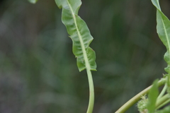 Rumex fueginus
