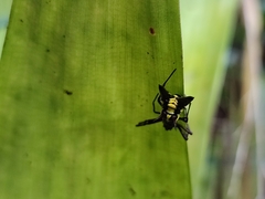 Micrathena pichincha