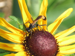 Ammophila