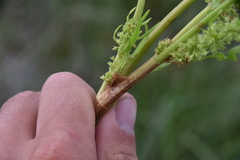 Rumex fueginus