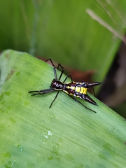 Micrathena pichincha