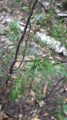 Juniperus communis