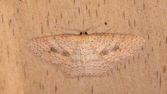 Epicyme rubropunctaria