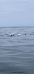 Grampus griseus