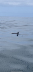 Grampus griseus
