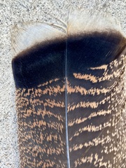 Meleagris gallopavo