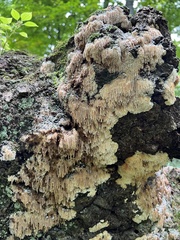 Radulomyces