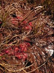 Drosera burkeana