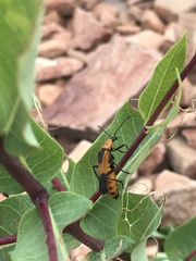 Chauliognathus basalis