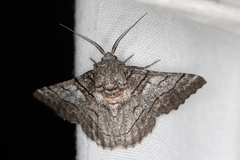 Hypobapta diffundens