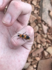 Chauliognathus basalis