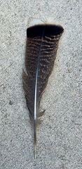 Meleagris gallopavo