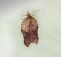Acleris emargana