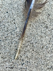 Meleagris gallopavo