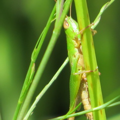 Dichromorpha elegans