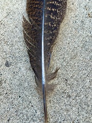 Meleagris gallopavo