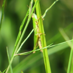 Dichromorpha elegans