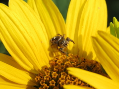 Phidippus