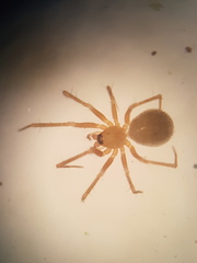 Palliduphantes ericaeus