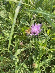 Centaurea nigrescens