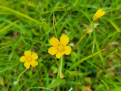 Oxalis