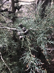 Callitris rhomboidea