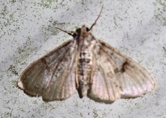 Palpita