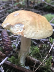 Boletus chippewaensis