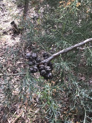 Callitris rhomboidea