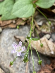 Claytonia sibirica
