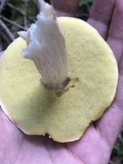 Boletus chippewaensis