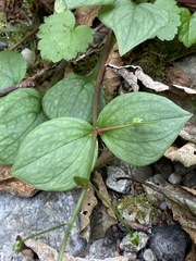 Claytonia sibirica