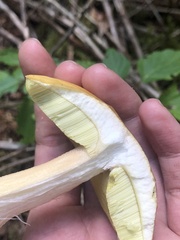 Boletus chippewaensis